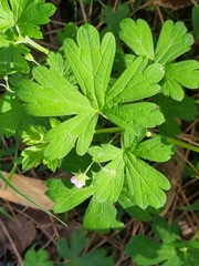 Geranium solanderi