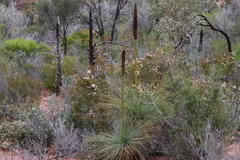 Xanthorrhoea quadrangulata