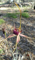 Caladenia decora