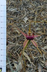 Caladenia decora