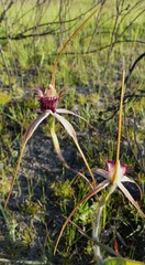 Caladenia decora