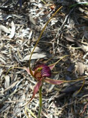 Caladenia decora