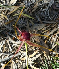 Caladenia decora