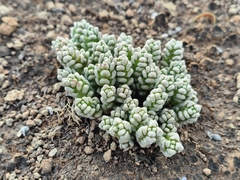 Crassula corallina