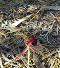 Caladenia decora