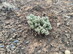 Crassula corallina