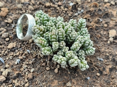 Crassula corallina