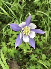 Aquilegia coerulea