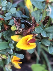 Pultenaea largiflorens