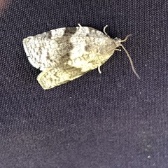 Choristoneura conflictana