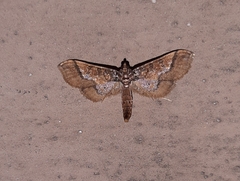 Hydriris ornatalis