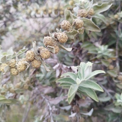 Buddleja perfoliata