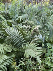 Thelypteridaceae
