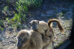 Papio ursinus ursinus