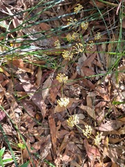 Lomandra multiflora