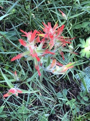 Castilleja miniata miniata