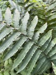 Thelypteridaceae
