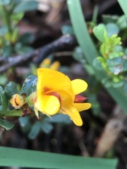 Pultenaea largiflorens