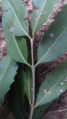 Brexiella