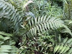 Thelypteridaceae