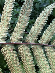 Thelypteridaceae
