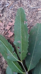 Brexiella