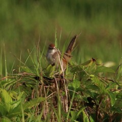 Cincloramphus timoriensis