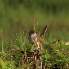 Cincloramphus timoriensis