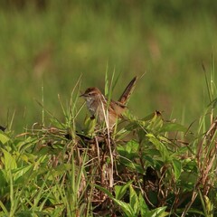 Cincloramphus timoriensis