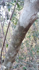Brexiella
