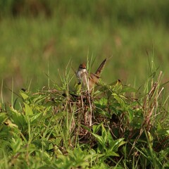 Cincloramphus timoriensis