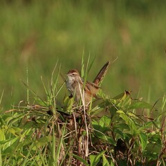 Cincloramphus timoriensis