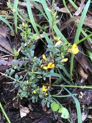 Pultenaea largiflorens