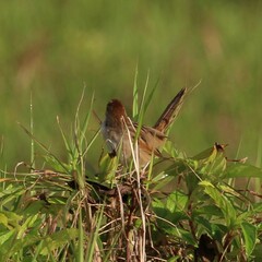 Cincloramphus timoriensis