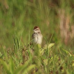Cincloramphus timoriensis