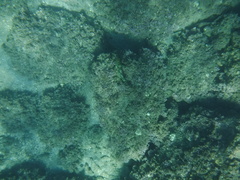 Epinephelus labriformis