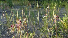 Caladenia decora