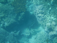 Epinephelus labriformis