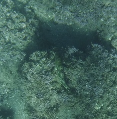 Epinephelus labriformis