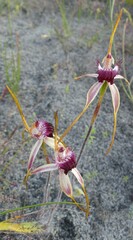 Caladenia decora