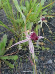 Caladenia decora