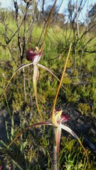 Caladenia decora