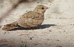 Caprimulgus aegyptius