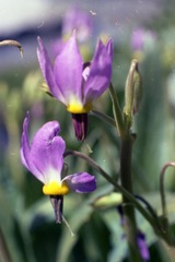 Dodecatheon