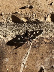 Desmia funeralis