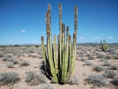 Lophocereus schottii