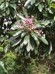 Protorhus longifolia