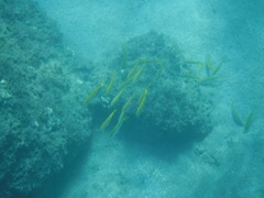 Mulloidichthys dentatus