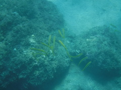 Mulloidichthys dentatus