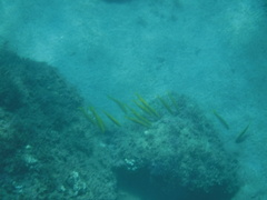 Mulloidichthys dentatus